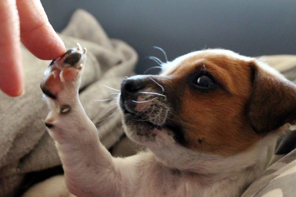 adoção de cachorro porte pequeno